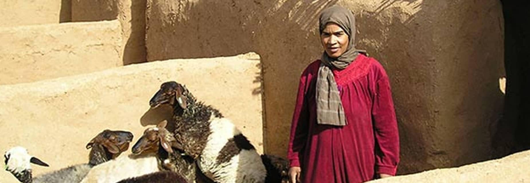 Programme d’INitiatives Entrepreneuriales de Services agricoles – Commune de Ghassate, Ouarzazate