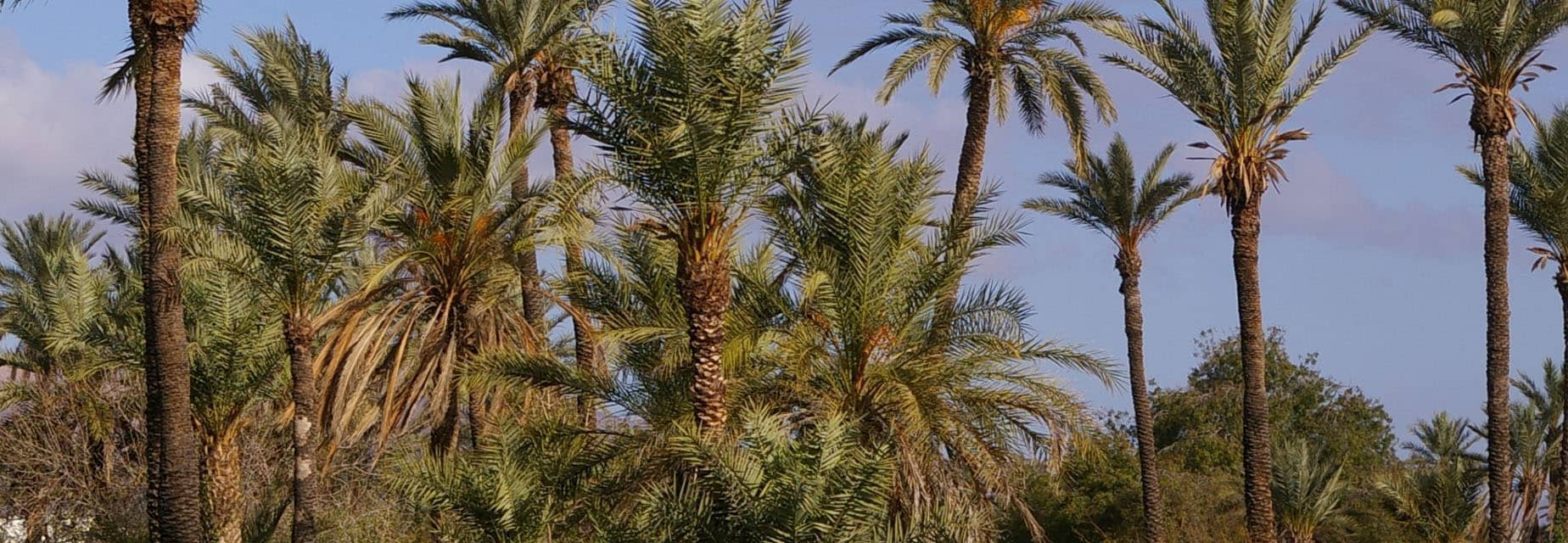 Renforcement et développement durable des activités agricoles de la Palmeraie de Marrakech