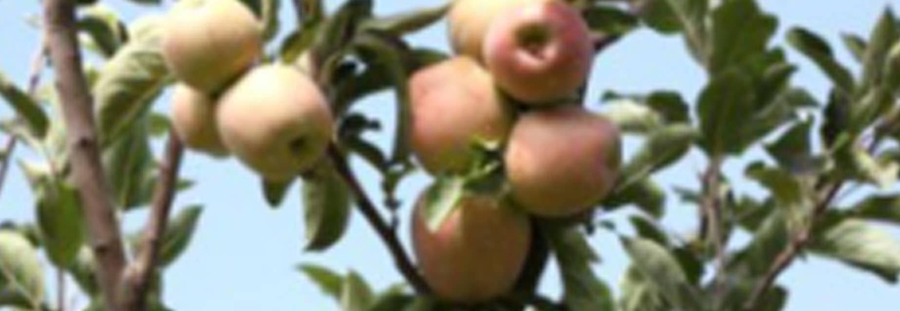 Professionnalisation des exploitations fruitières (phase 6) et sécurisation de l’accès à l’eau – Asni