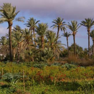 Renforcement et développement durable des activités agricoles de la Palmeraie de Marrakech